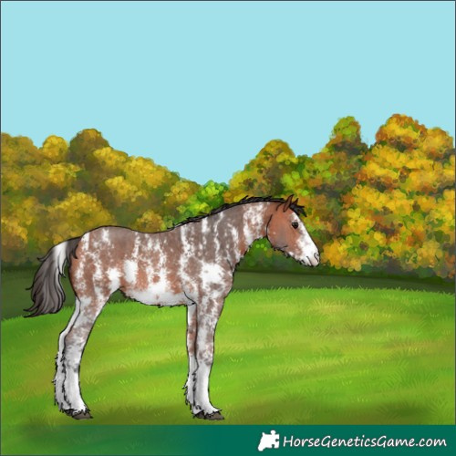 Horse Color:Bay Sabino 