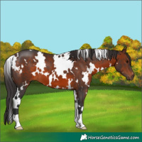 Horse Color:White Spotted Brown 