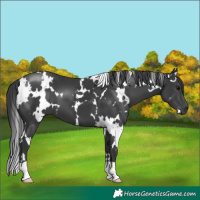 Horse Color:White Spotted Black