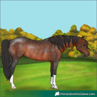 Horse Color:Brown Rabicano 
