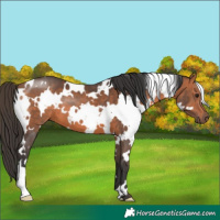 Horse Color:White Spotted Bay 
