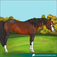 Horse Color:Brown 