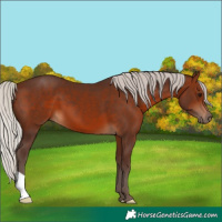 Horse Color:Silver Bay 