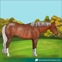 Horse Color:Silver Brown Rabicano 