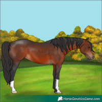 Horse Color:Brown 