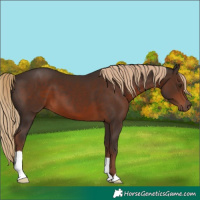 Horse Color:Liver Chestnut 