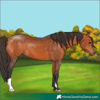 Horse Color:Bay 