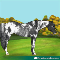 Horse Color:White Spotted Black Rabicano 