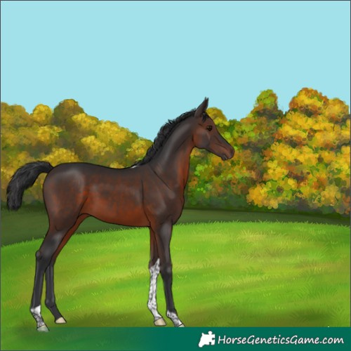 Horse Color:Brown Tobiano 