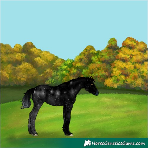 Horse Color:ERROR: UNKNOWN ANOMALY