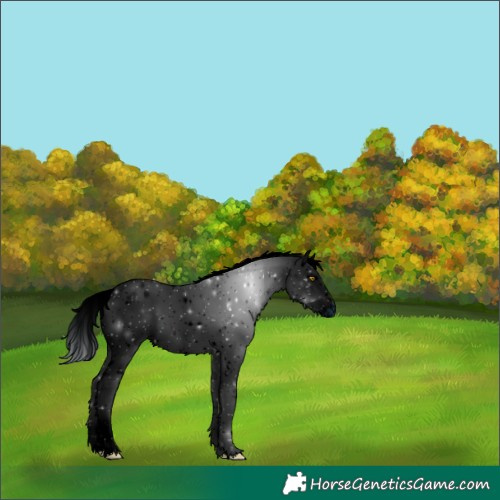 Horse Color:ERROR: UNKNOWN ANOMALY