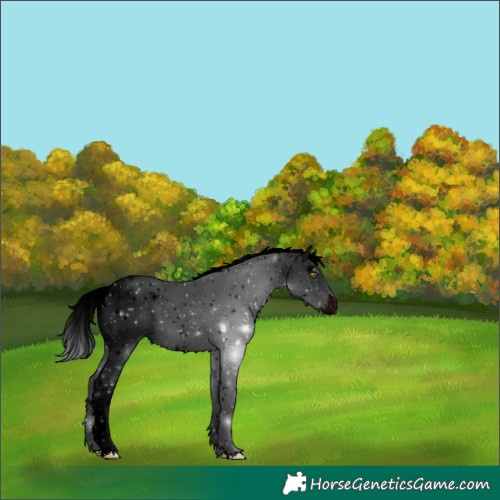 Horse Color:ERROR: UNKNOWN ANOMALY