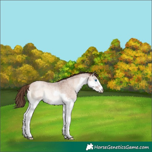 Horse Color:Brown Roan Pearl Onyx Splash Rabicano 