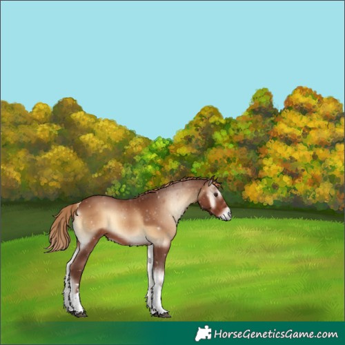 Horse Color:Red Onyx Tobiano Rabicano 