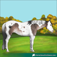 Horse Color:Platinum Brown Splash Tobiano 