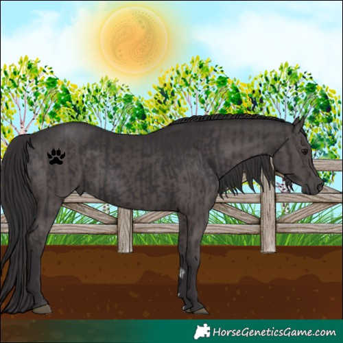 Horse Color:Smoky Black and Smoky Black