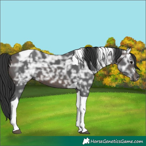 Horse Color:Brown Ice Tobiano 