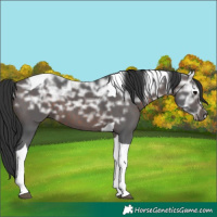 Horse Color:Brown Ice Tobiano 
