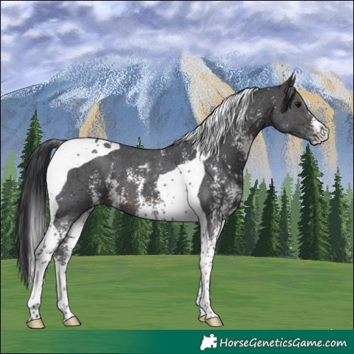 Horse Color:Brown Sabino Tobiano