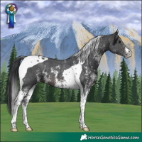 Horse Color:Brown Sabino Tobiano 
