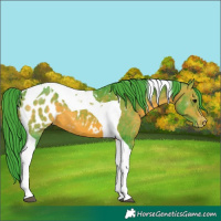 Horse Color:Watercolor Brown Tobiano Appaloosa 