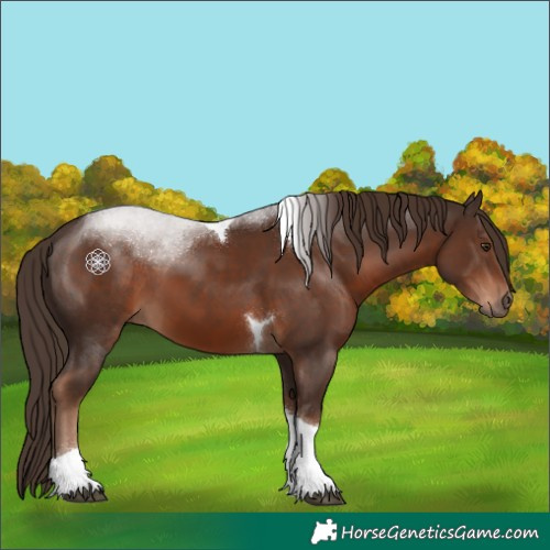 Horse Color:Liver Chestnut Tobiano