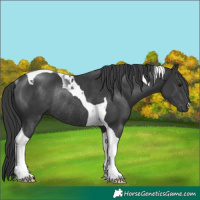 Horse Color:Black Tobiano Rabicano 