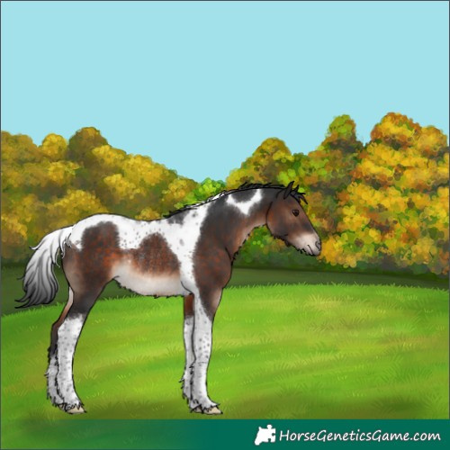 Horse Color:Brown Tobiano Rabicano 