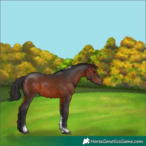 Horse Color:Brown Tobiano 