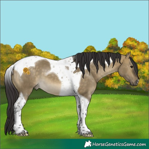 Horse Color:Buckskin Dun Tobiano 
