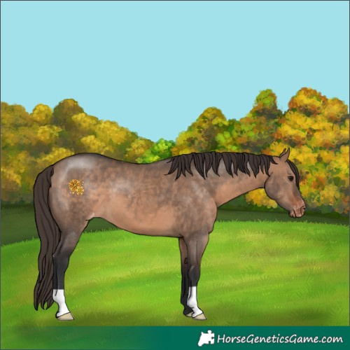Horse Color:Bay Dun Appaloosa 