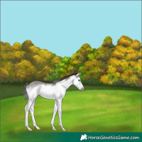 Horse Color:Grullo Sabino Splash Frame Rabicano
