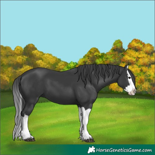 Horse Color:Black Splash 