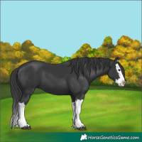 Horse Color:Black Splash 