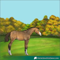 Horse Color:Buckskin 