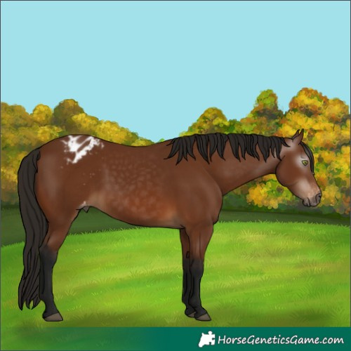 Horse Color:Gray Bay Appaloosa 