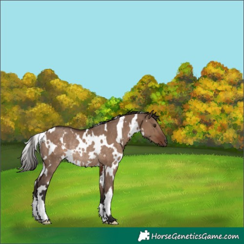 Horse Color:White Spotted Liver Red Dun Rabicano 