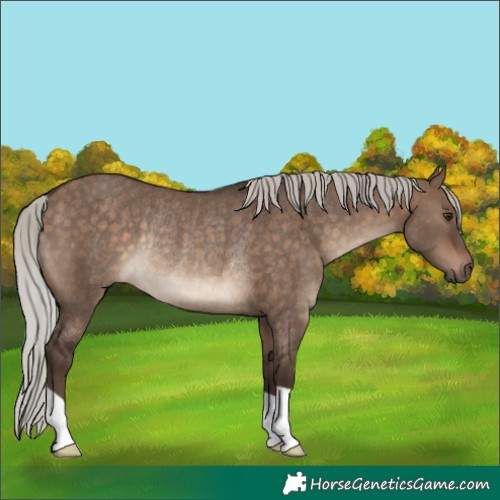 Horse Color:Silver Brown Dun Rabicano 