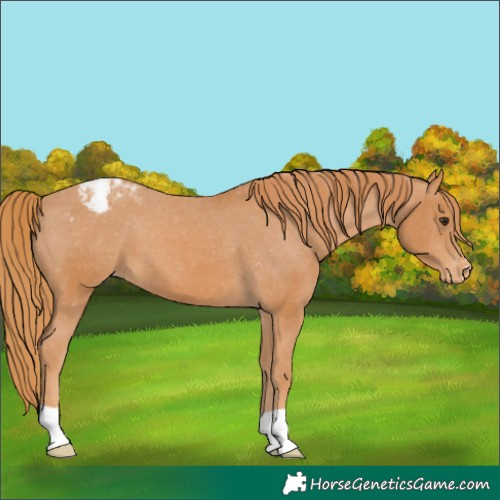 Horse Color:Chestnut Appaloosa 