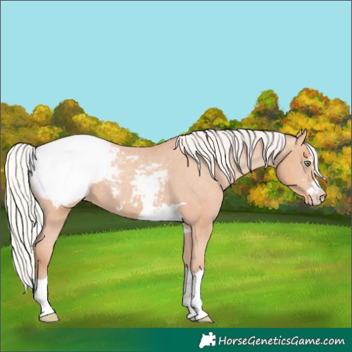 Horse Color:Silver Amber Champagne Appaloosa 