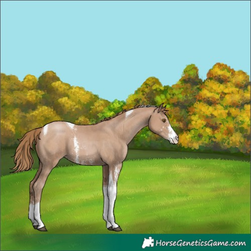 Horse Color:Black Pearl Sabino Tobiano 