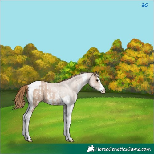 Horse Color:Black Pearl Sabino Tobiano 