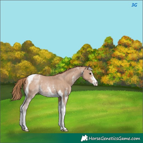 Horse Color:Black Pearl Sabino Tobiano 