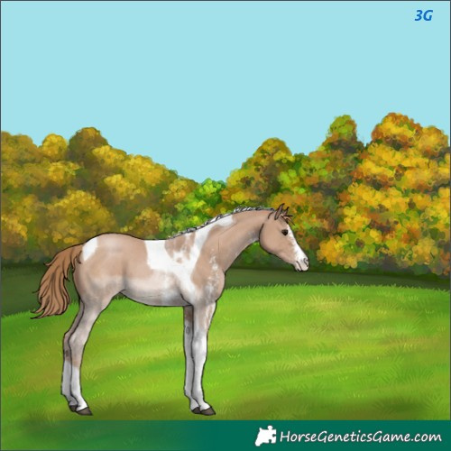 Horse Color:Black Pearl Sabino Tobiano 