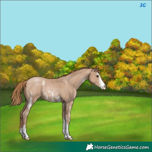 Horse Color:Black Pearl Sabino 