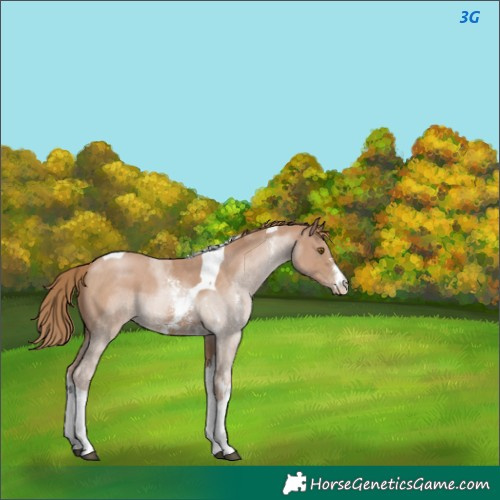Horse Color:Black Pearl Sabino Tobiano 