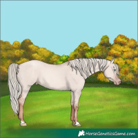 Horse Color:Gold Champagne Dun Mushroom 