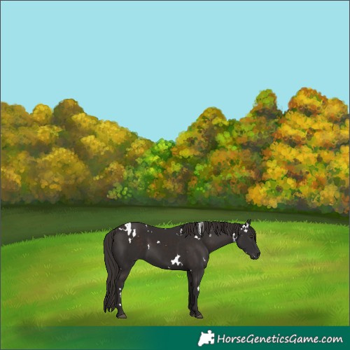 Horse Color:White Spotted Liver Chestnut 