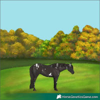 Horse Color:White Spotted Liver Chestnut 