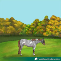 Horse Color:White Spotted Liver Red Roan 